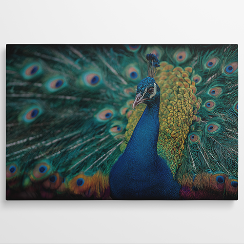 Pauw met uitgespreide kleurrijke veren in detail