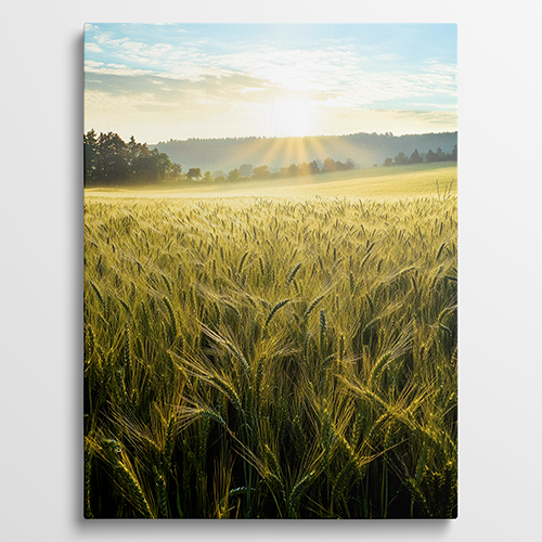 Golden Fields - Landschap schilderij