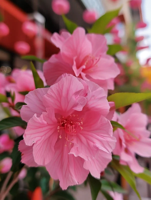 Wanddecoratie canvas met een delicaat ontwerp van roze bloemen