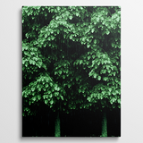 Verdant Rainfall