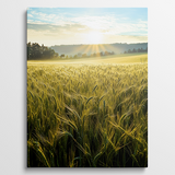 Golden Fields
