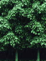 Wanddecoratie dibond met een groen regenwoud in een lichte regenbui, perfect voor een verfrissende uitstraling.